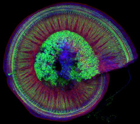 Wholemount of the Mouse Cochlea by Isle Bastille