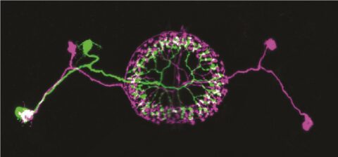 Multicolor FlpOut Clones of Drosophila Ellipsoid Body Ring Neurons by Isabel D’Alessandro