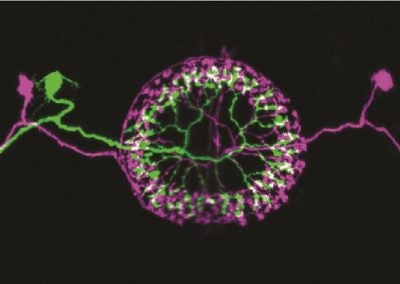 Multicolor FlpOut clones of Drosophila ellipsoid body ring neurons