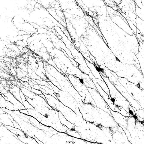 Integrating Granule Cells by Joseph Zak