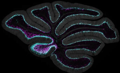 Unipolar Brush Cells Contacted by Purkinje Cell Feedback by Chong Guo