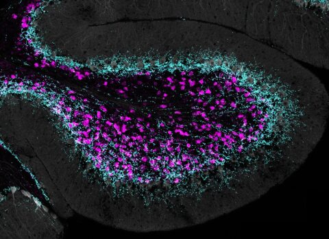 Unipolar Brush Cells Contacted by Purkinje Cell Feedback by Chong Guo