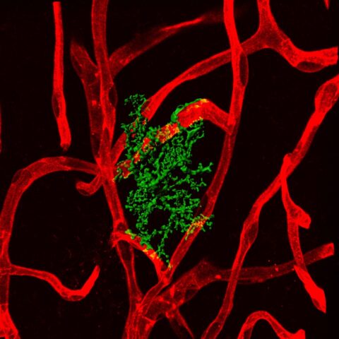 Astrocyte-Blood Vessel Interaction by Urs Langen