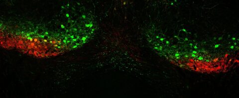 Cervical- and Lumbar-Projecting Descending Projection Neurons in the Red Nucleus by Carla Carol Winter