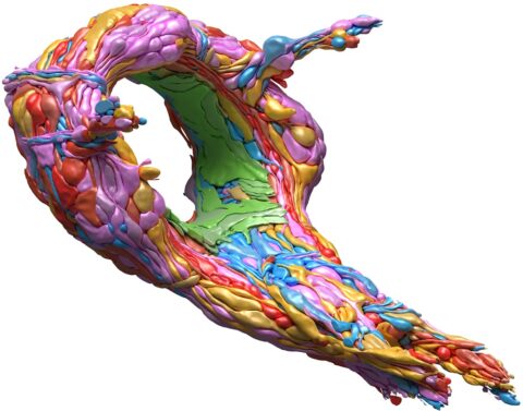 The Mind of a Worm Reconstructed by Electron Microscopy by Daniel Witvliet