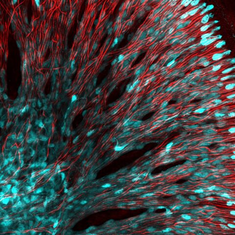 Glia and Neurons in the Inner Ear by Isle Bastille