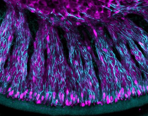 Glia and Neurons in the Inner Ear by Isle Bastille
