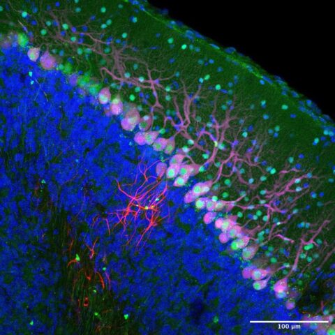 Different Types of Cells in the Cerebellar Cortex by Xiaomeng Han