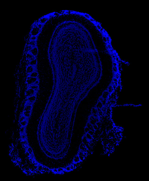 Chain of Olfactory Glomeruli by Nao Horio