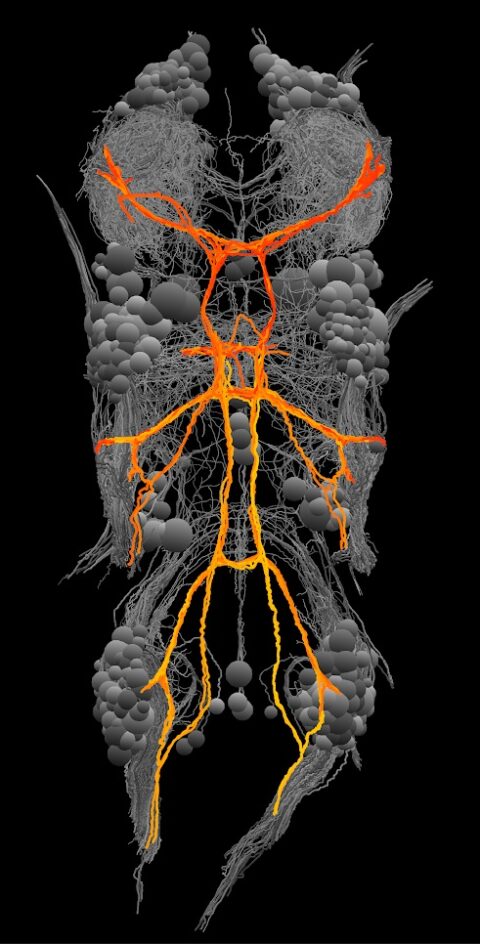 Sensory and Motor Neurons in the Drosophila Nerve Cord by Jasper Phelps