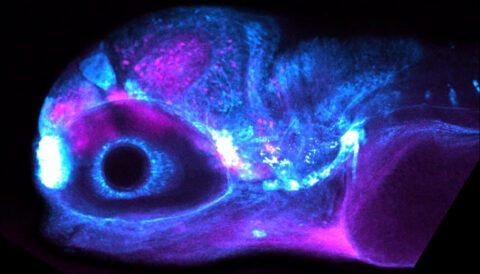 Developing Zebrafish by Barbara Robens