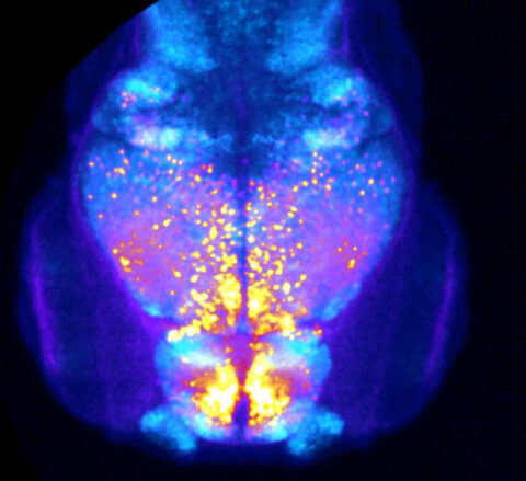 Developing Zebrafish by Barbara Robens