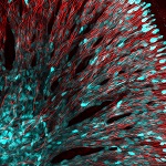 2020 Beauty of the Brain-web preview