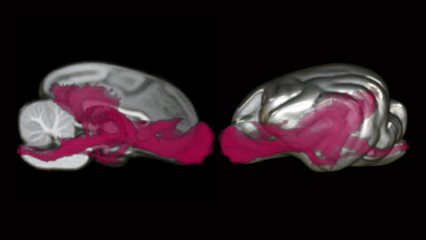 This image shows two halves of a dog brain. In red we see a bundle of connections that process information about scent, mapped out by functional magnetic resonance imaging (diffusion MRI) studies. Scent processing takes up a lot of the dog brain!