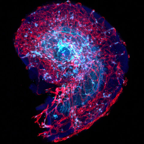 Blood vessels are an essential component of all organ systems, as they supply cells with oxygen and nutrients necessary to develop and function. Here, the developing vasculature (in red) is observed invading the embryonic cochlea (our hearing organ, outlined in dark blue), where it supports developing auditory neurons (in cyan).