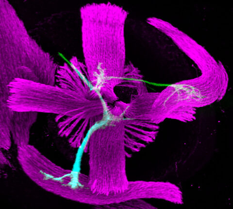 A straight-on view toward the eye of an embryonic mouse showing the extraocular muscles (magenta) as the oculomotor (cyan) and trochlear (green) nerves reach the area and connect to their target muscles.