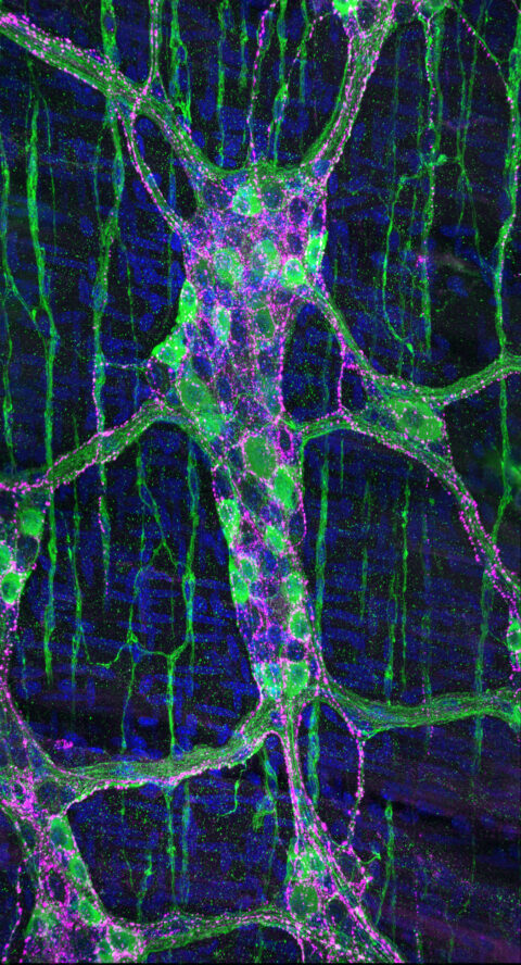 Enteric neurons reside within the gut, so numerous that they have been referred to as 