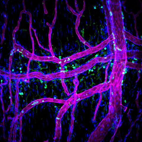 Immune cells (green) are shown interacting with blood vessels (magenta) within the dural layer of the meninges, a membranous structure that covers and protects the brain. This close interaction between immune cells and the vasculature highlights the role of the dura in immune surveillance and neuroimmune communication. All nuclei are shown in blue.