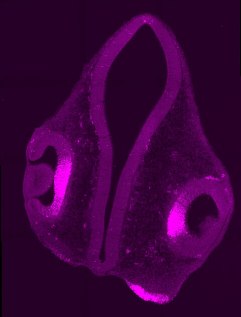 This image shows a cross section of an early chicken head at a stage when the eye is just beginning to form. The bright signal marks FGF8 at the center of the developing optic cup. FGF8 is a growth factor (?) that plays a critical role in organizing the future high-acuity region of the retina—the area responsible for sharp, detailed vision in adults. Even at this very early stage, key molecular cues are already shaping where specialized visual functions will emerge. The image highlights how early developmental signals help lay the blueprint for the development of key aspects of visual function long before the eye can detect light.