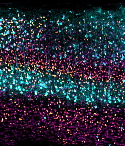 In darkness our eyes may fail us, but our brain cells still glimmer in response to things we cannot see. This image snapshots the activity and connections between cells in the visual cortex, the brain area responsible for processing vision, even when we are in complete darkness.