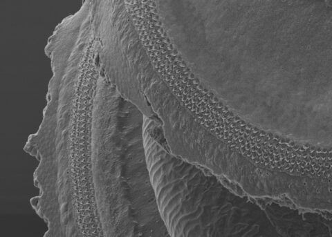 Scanning Electron Microscopy (SEM) image of two turns of the cochlea, the hearing organ, of a postnatal day 7 wild type mouse. On each turn, four rows of specialized sensory hair cells can be seen. Hair cells are responsive to frequencies of the sound spectrum in a structured tonotopic organization from base (high frequencies) to apex (low frequencies).
