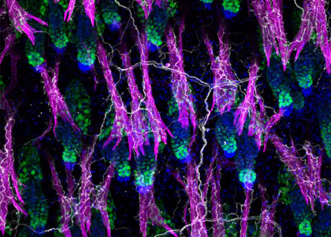 In the skin, sympathetic nerves, arrector pili muscles, and hair follicles form a tri-lineage unit that produces goosebumps and regulates hair follicle stem cell activity in response to cold exposure.
