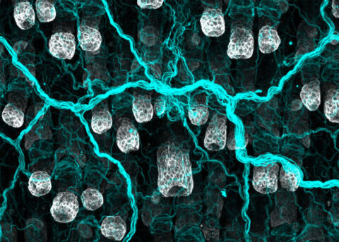 This image was captured as part of our research into understanding nerve–stem cell interactions in the skin. Shown here is the intricate network of sensory neurons (blue) that innervate the skin epidermis and hair follicles (white), enabling us to perceive touch, temperature, and pain—crucial functions for adapting to a constantly changing environment.