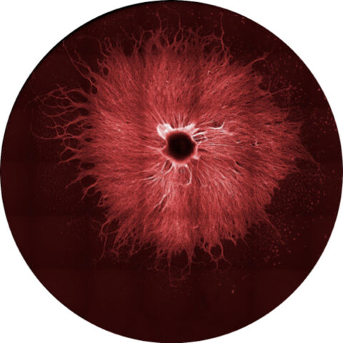 3D sensory neuron organoid with cell bodies clustering in the middle and radiating out axonal projections, stained for the building block, tubulin, with a live dye - SIR tubulin