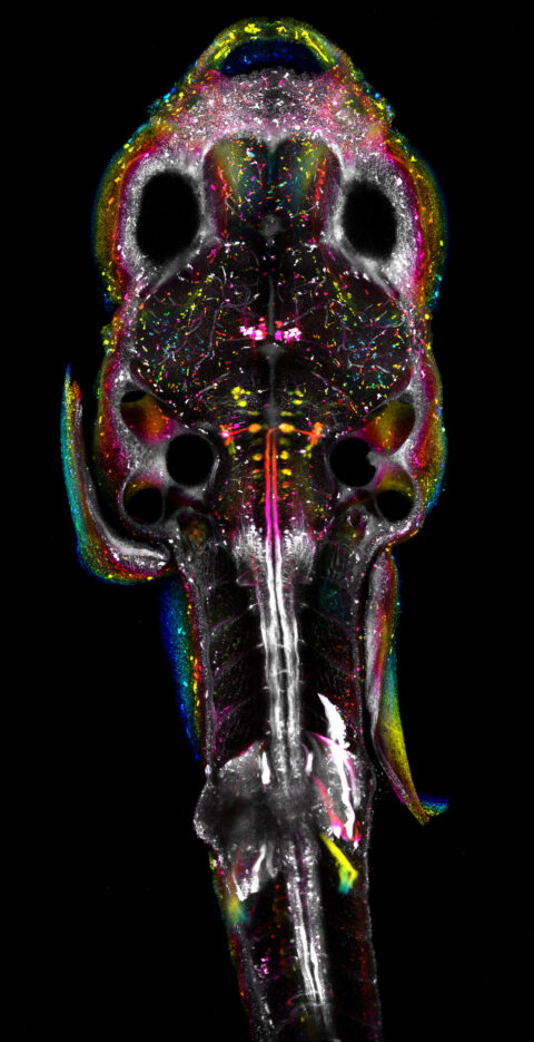 This image shows neurons in the brain of a larval Japanese Rice Fish that transmit motor commands to the spinal cord. This was achieved by embedding a crystal of dye into the spinal cord and allowing the axons to carry dye to the brain. Color represents z-depth.