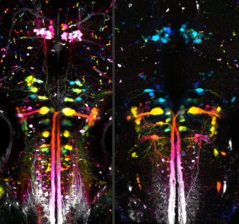 Spinal projection neurons of larval Japanese Rice Fish (left) and Zebrafish (right) labeled with z-depth color code. These fish diverged 300 million years ago, yet the basic neuronal architecture for motor command transmission is highly conserved.
