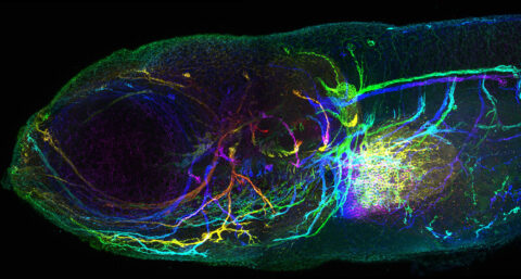This image shows a cleared zebrafish larva with all its nerves labeled using a fluorescent antibody.  A color scale indicates depth, transitioning from shallow nerves near the skin and fins to deeper ones innervating internal organs.