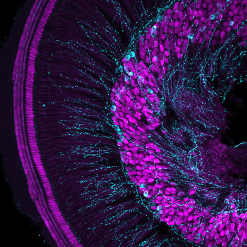 Neurons and Sensory Cells of the Mouse Cochlea by Katelyn Comeau