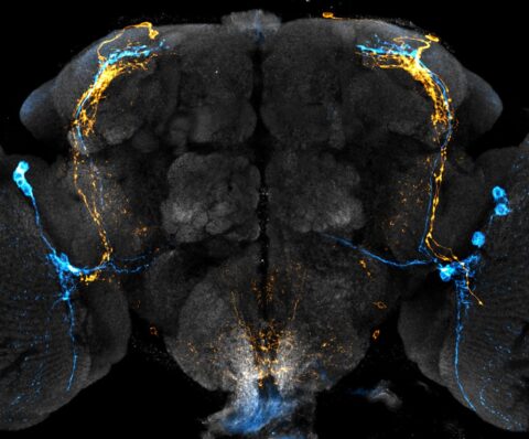 Clock Neuron Subpopulations in Drosophila melanogaster by Bryan Song