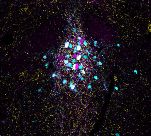 Kiss in a Starry Night: Overcoming Developmental Constraints by Giacomo Maddaloni