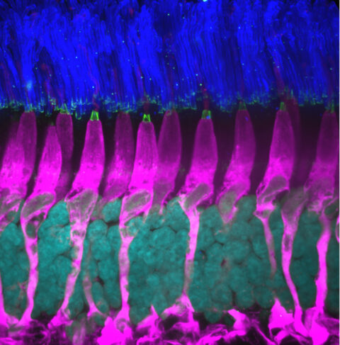 Expression of PCDH15 in a Nonhuman Primate Photoreceptor by Maryna Ivanchenko