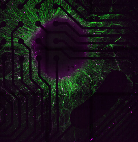 The Brain and the Machine by Mariana Garcia-Corral