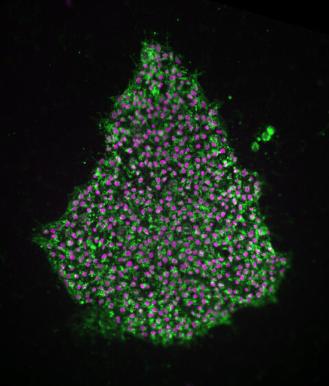 Merry Christmas from iPSCs by Wardiya Afshar Saber and Federico Gasparoli