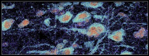 Human Brain Spatial Transcriptome by Rongxin Fang