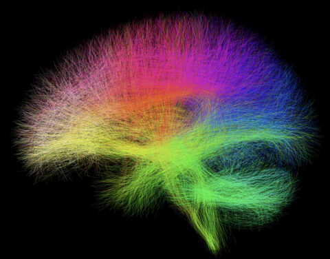 Mapping of Whole Brain White Matter Connections by Fan Zhang