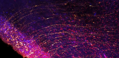Brain Waves by Lariza Rento
