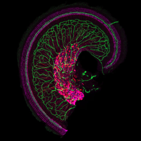 Vasculature in the Developing Cochlea by Katelyn Comeau