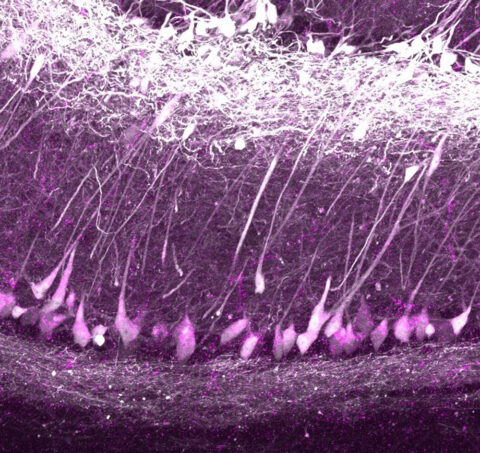 Into the Abyss of the Olfactory Landscape by Siddharth Jayakumar