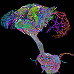 The connectome maps how neurons in the fruit fly brain connect to those in its body via its spinal cord equivalent. Image: Tyler Sloan