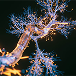 850-Neuron-cells-close-up-GettyImages-1328955938