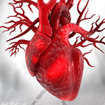 Compute rendering of a human heart