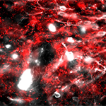 In a brain region called the area postrema, a dense network of inhibitory neurons (red) suppresses the activity of nearby nausea-causing excitatory neurons (white), which has the effect of reducing nausea behaviors in mice.