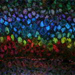 Microscope image of the developing fruit fly visual system