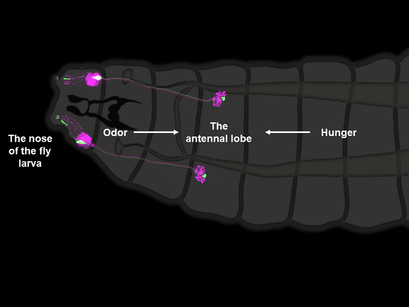 Olfactory sensory neurons of the fly larva, projecting from the nose to the antennal lobe, where odor and hunger information gets integrated