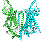 The TMC1 proteins, modelled as dimers (each subunit shown with a different color), are responsible for turning sound vibrations into sound into electrical signaling – the language of our brain.