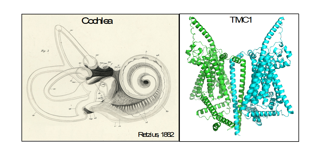 Zooming in a thousand-fold: After more than a hundred years since the detailed descriptions of the inner ear structures by the Swedish physician Gustaf Retzius (on the left), we are now working on the mechanisms of the individual molecules (on the right). The TMC1 proteins, modelled as dimers (each subunit shown with a different color), are responsible for turning sound vibrations into sound into electrical signaling – the language of our brain.